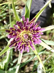 Tragopogon porrifolius