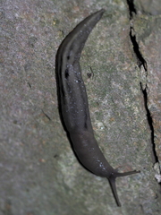 Limax cinereoniger