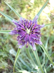 Tragopogon porrifolius
