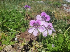 Erodium glandulosum