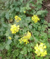 Rhamphospermum pubescens