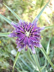 Tragopogon porrifolius