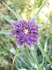 Tragopogon porrifolius