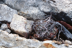 Turbinicarpus pseudomacrochele