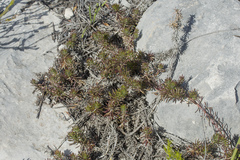 Osteospermum subulatum