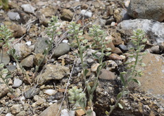 Alyssum hirsutum