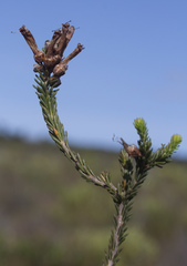 Erica regia