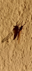 Ephemeroptera