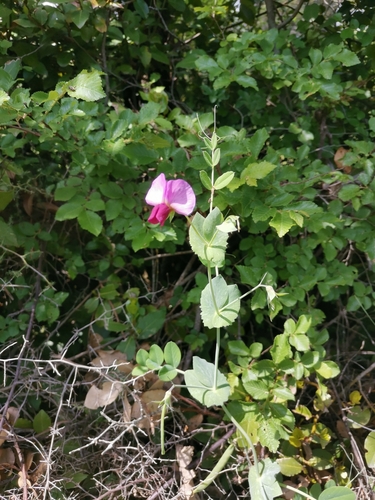 Vrtni grašak (Pisum sativum)
