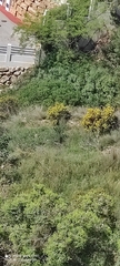 Ulex europaeus
