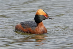 Podiceps auritus