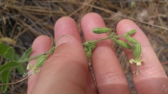 Silene bridgesii