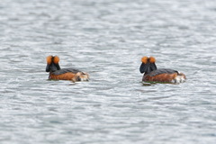 Podiceps auritus