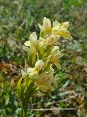 Dactylorhiza insularis