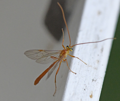 Ophion minutus-group