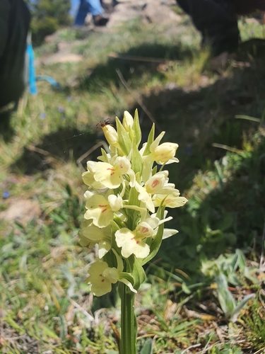 Image of Dactylorhiza insularis by (c) Martiño Cabana Otero, some rights reserved (CC BY)