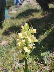 Dactylorhiza insularis