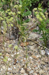 Valerianella pumila