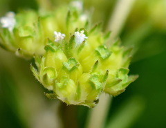 Valerianella pumila