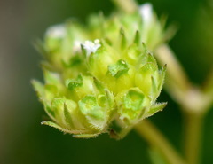 Valerianella pumila