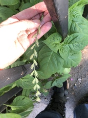 Lolium multiflorum × perenne