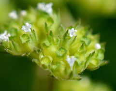 Valerianella pumila