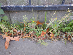 Golovinomyces fischeri