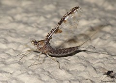 Callibaetis ferrugineus ferrugineus