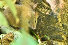 Antechinus subtropicus