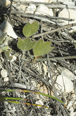 Centella brachycarpa