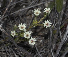 Euchaetis longibracteata