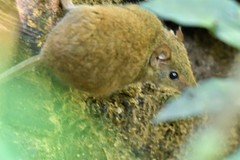 Antechinus subtropicus