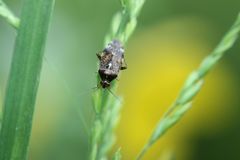 Cyphodemidea saundersi