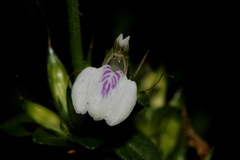 Justicia divaricata