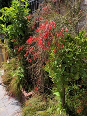 Russelia equisetiformis