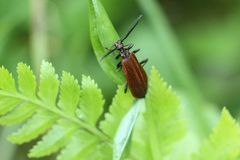 Pseudopyrochroa peculiaris