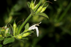 Justicia divaricata