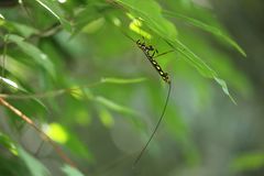 Megarhyssa praecellens