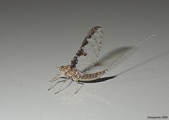 Callibaetis ferrugineus ferrugineus