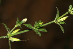 Justicia divaricata