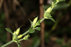 Justicia divaricata