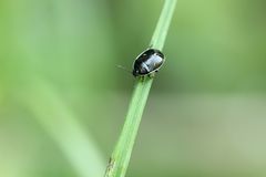 Adomerus triguttulus