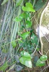 Aristolochia sempervirens