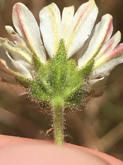 Hemizonia congesta luzulifolia