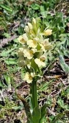 Dactylorhiza insularis