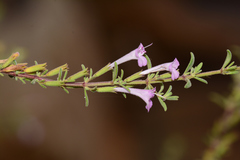 Micromeria macrosiphon