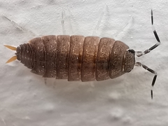 Porcellionides pruinosus