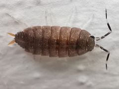 Porcellionides pruinosus