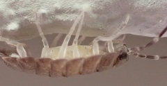 Porcellionides pruinosus