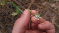Silene bridgesii